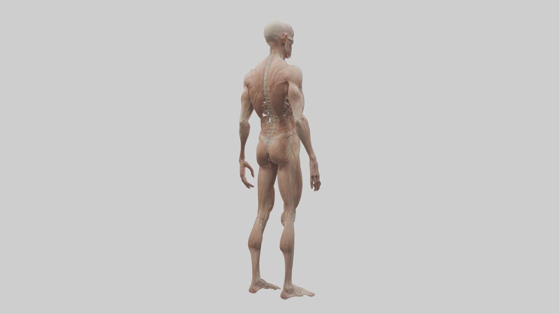 Skinless man model 3D model_4