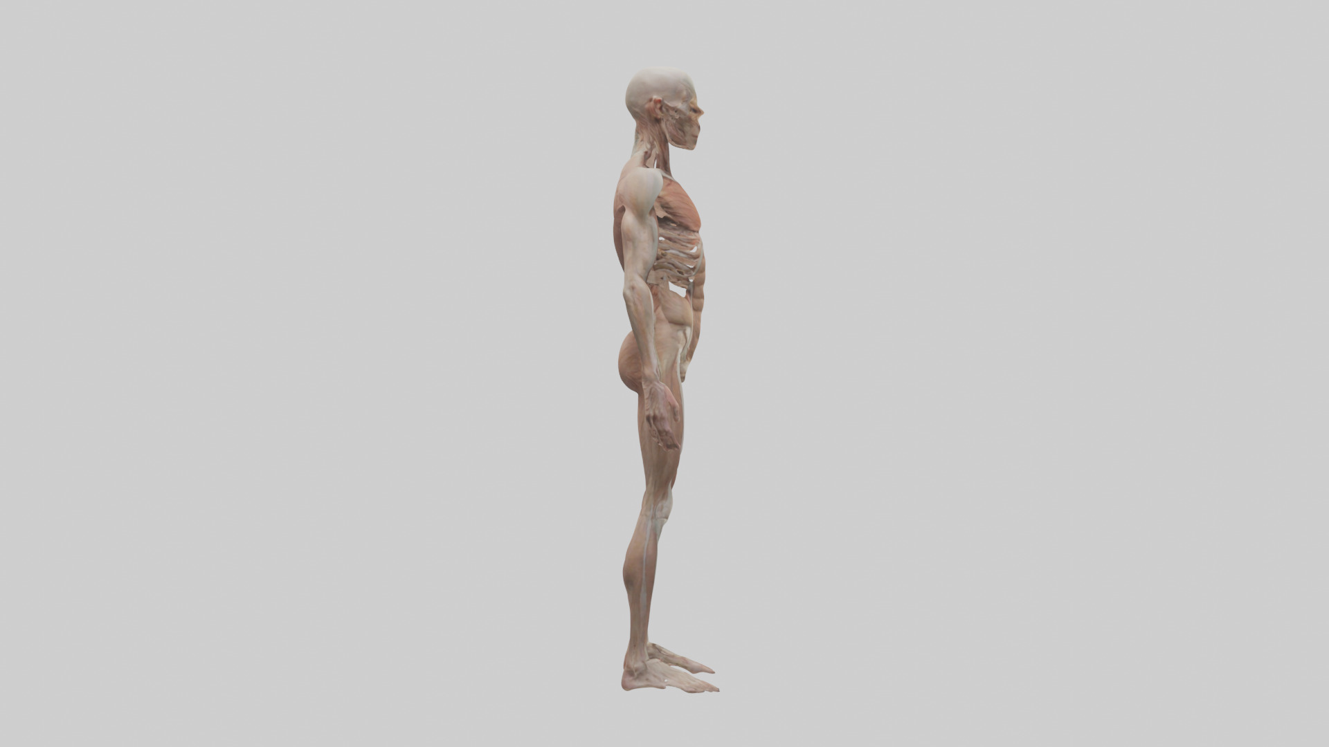 Skinless man model 3D model_13