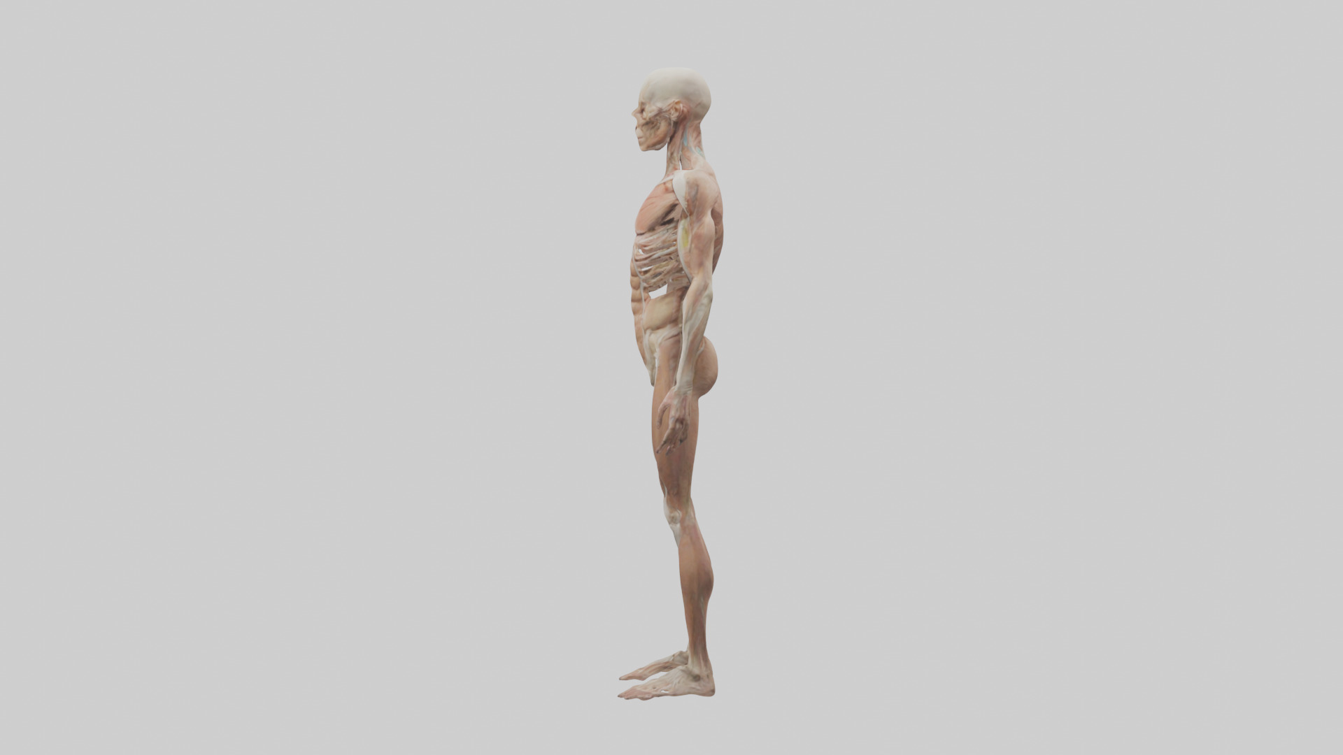 Skinless man model 3D model_12