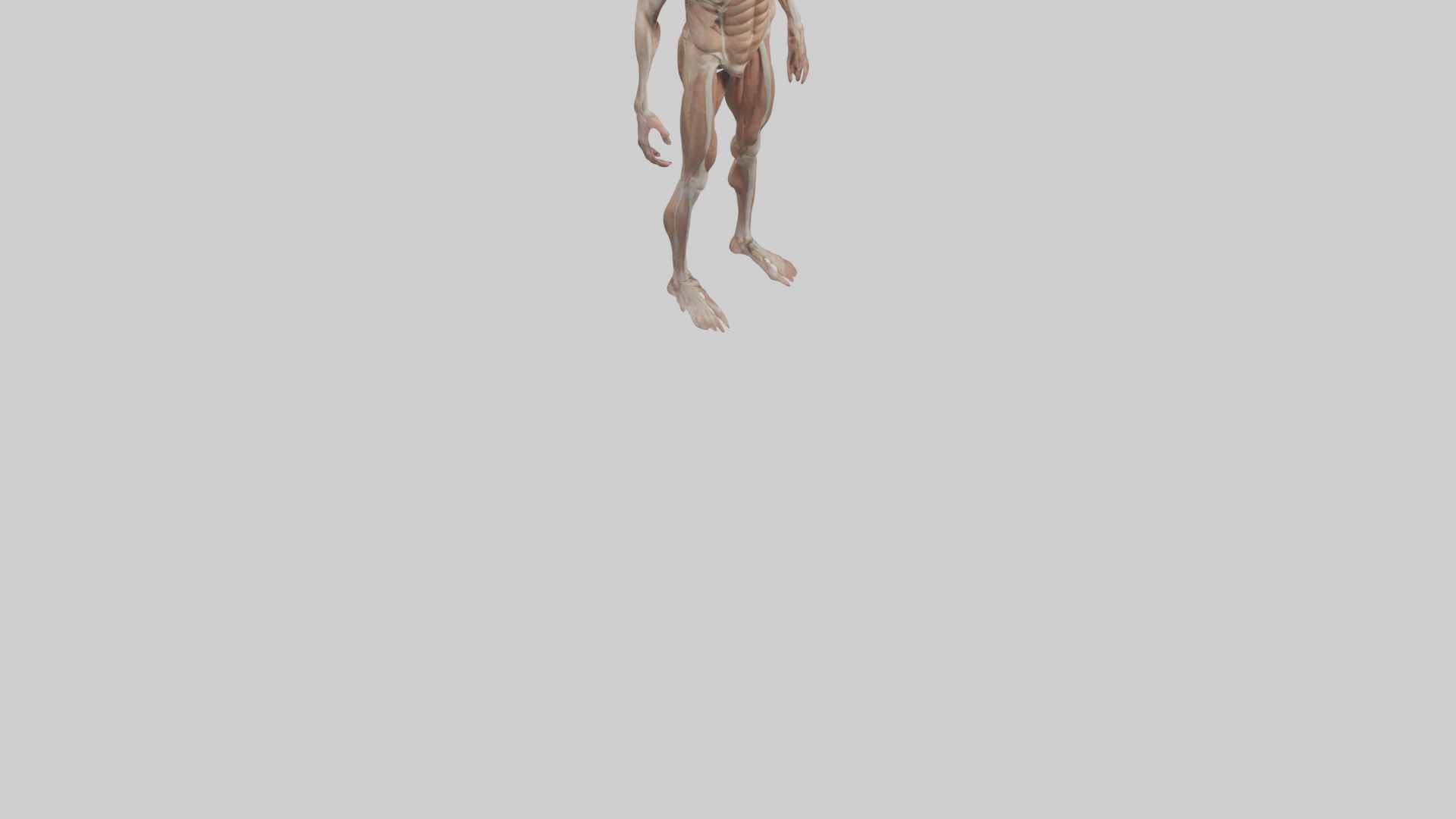 Skinless man model 3D model_8