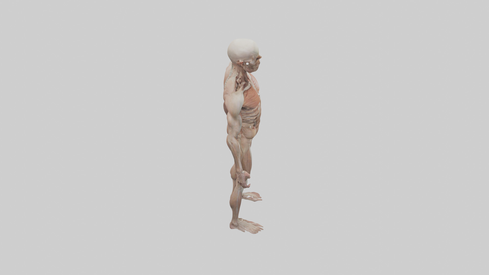 Skinless man model 3D model_18