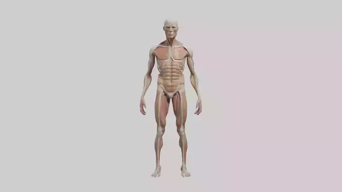Skinless man model 3D model
