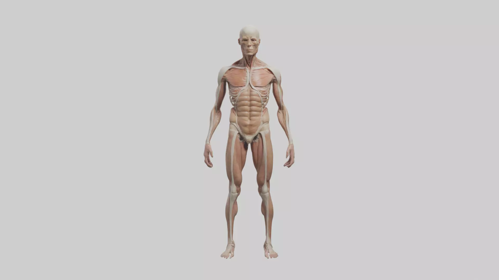 Skinless man model 3D model_0