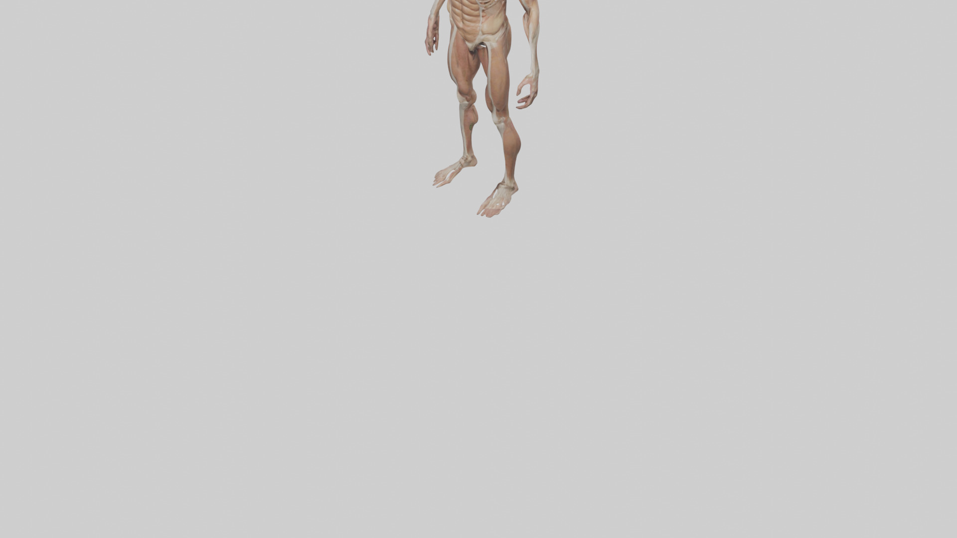 Skinless man model 3D model_7