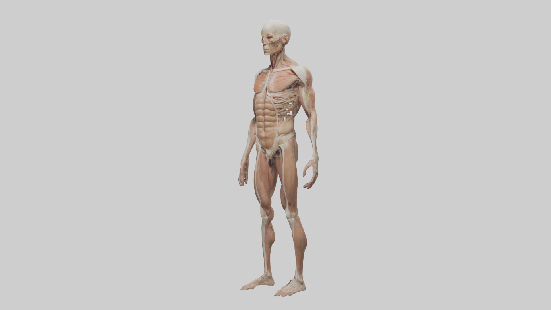 Skinless man model 3D model_9