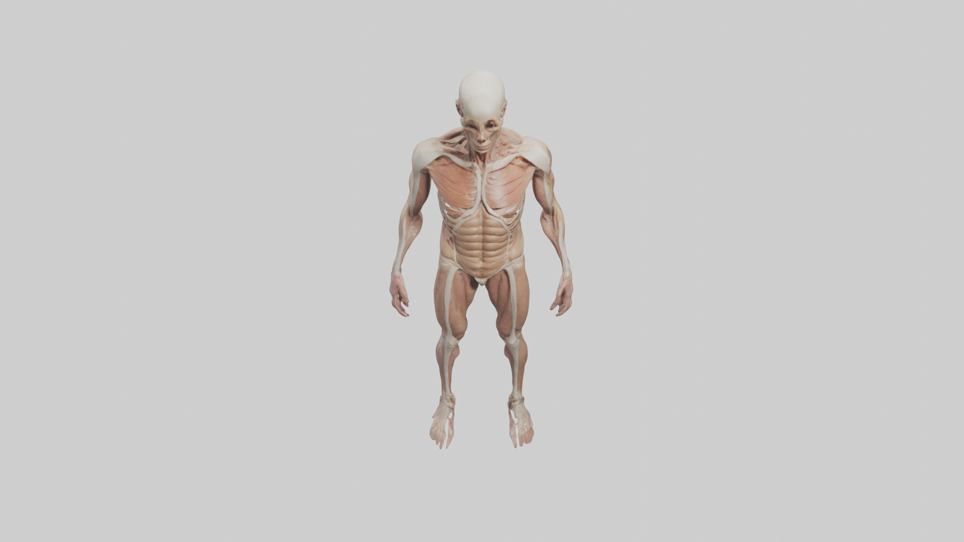 Skinless man model 3D model_16