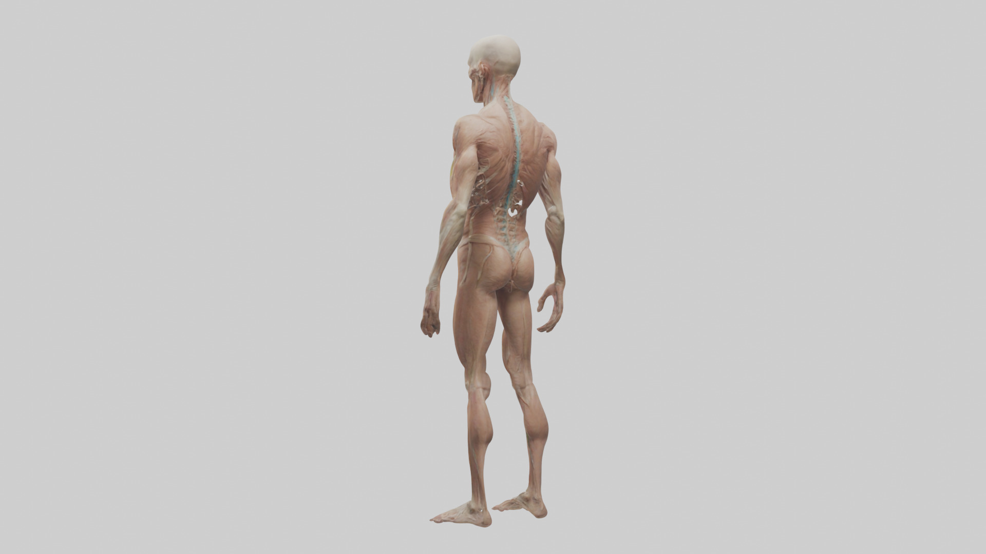 Skinless man model 3D model_3