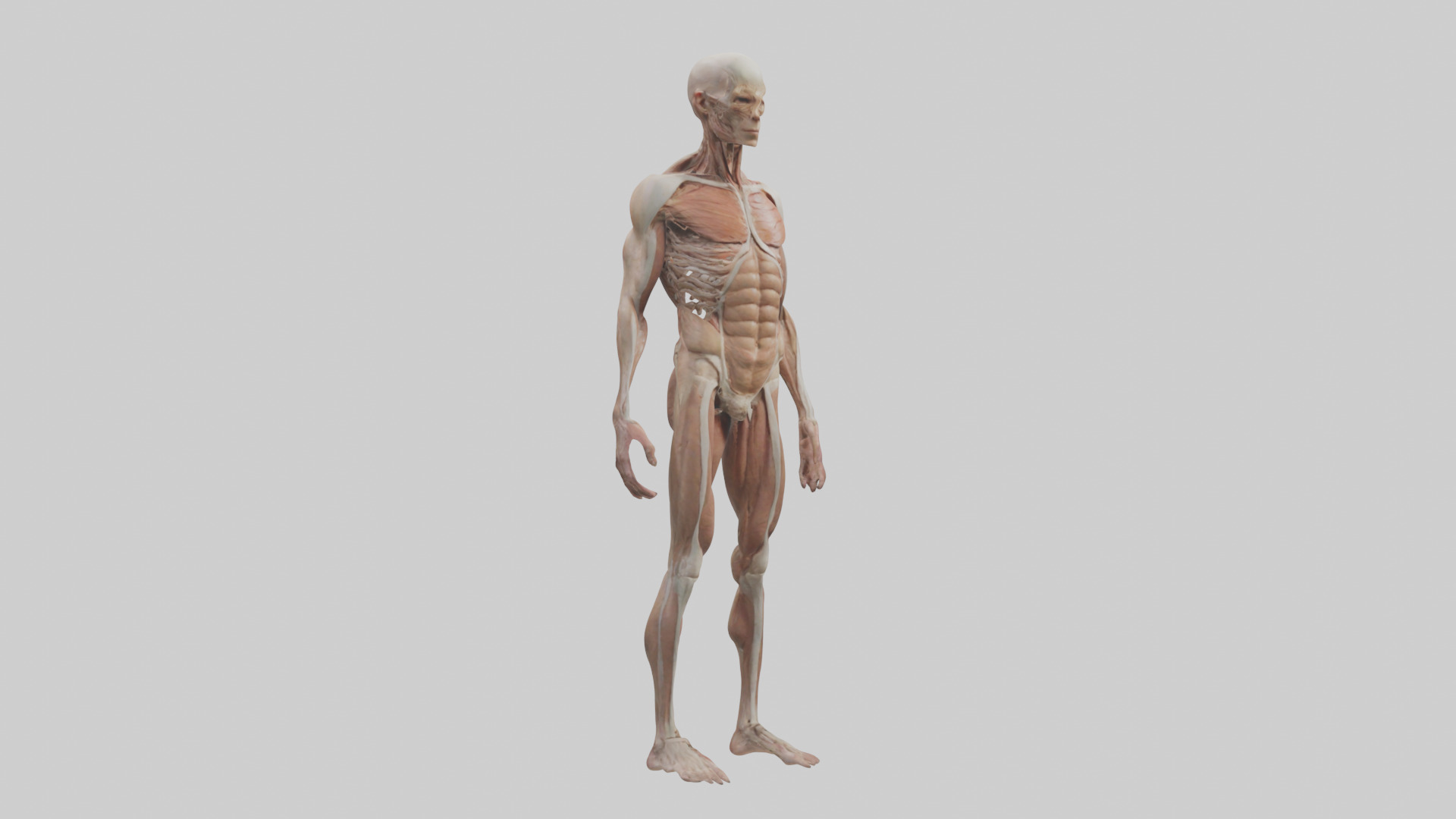Skinless man model 3D model_1