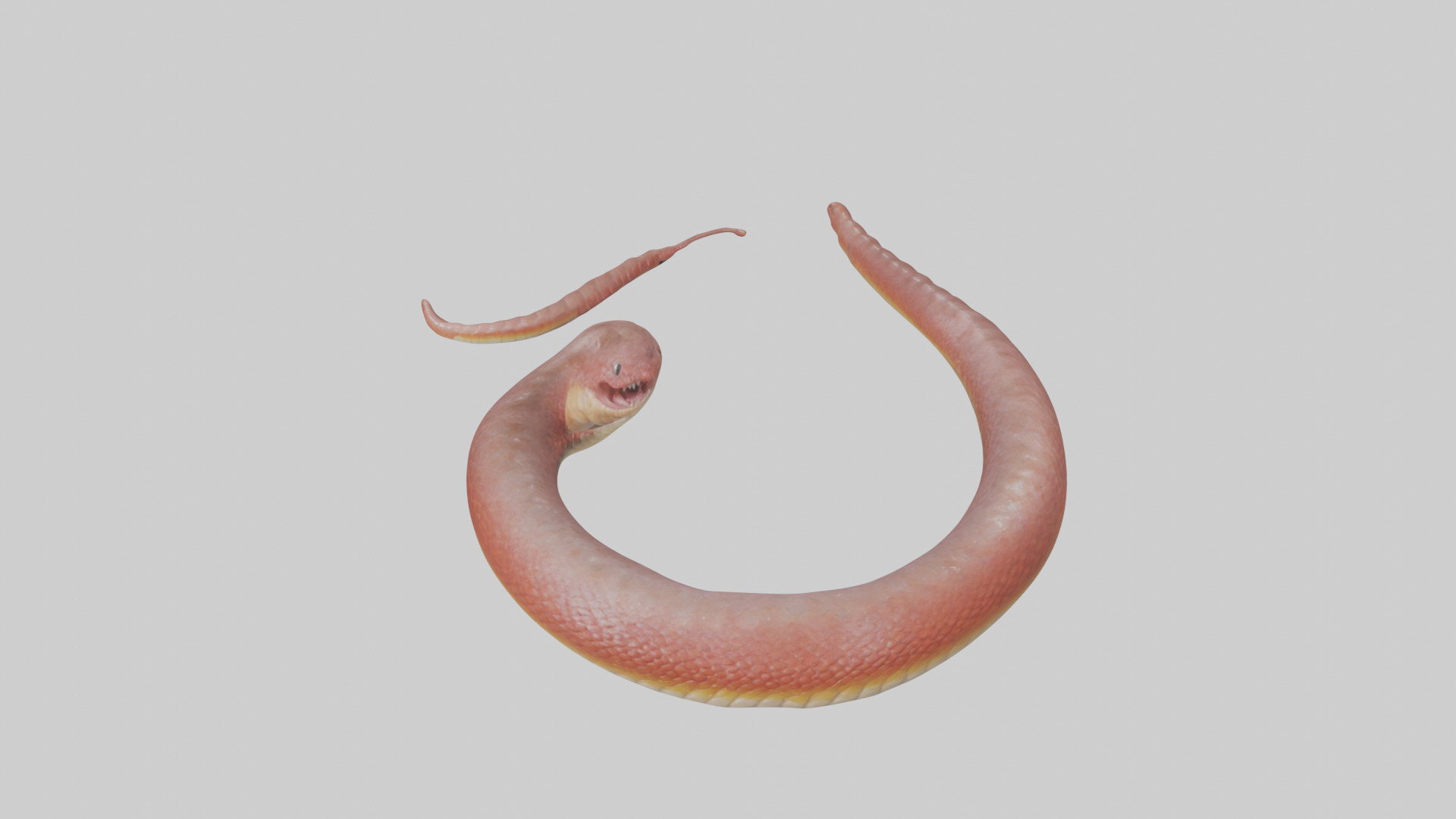 Slithering worm model 3D model_16