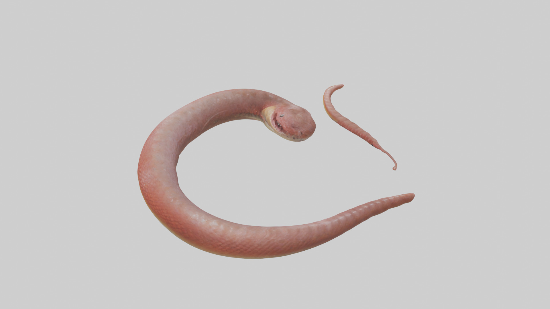 Slithering worm model 3D model_17