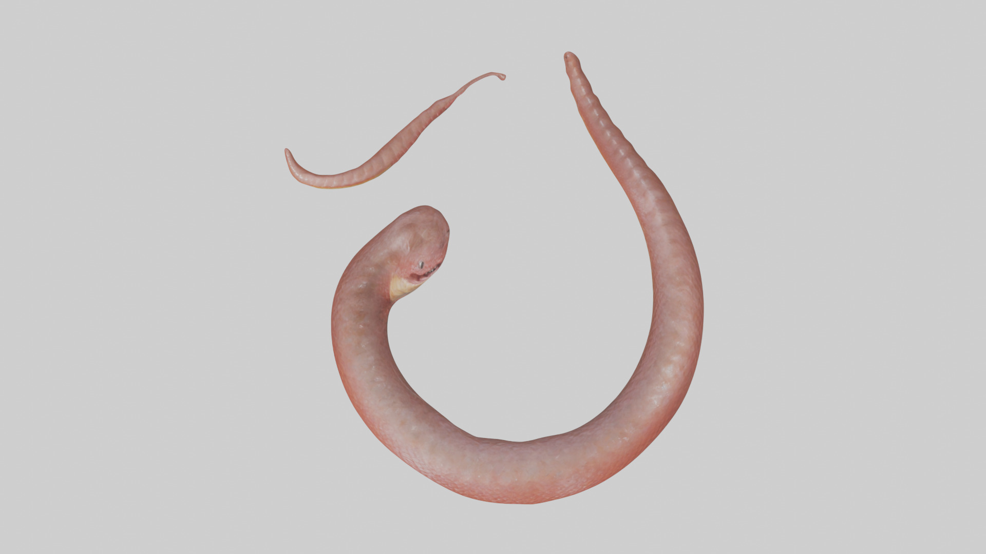 Slithering worm model 3D model_14