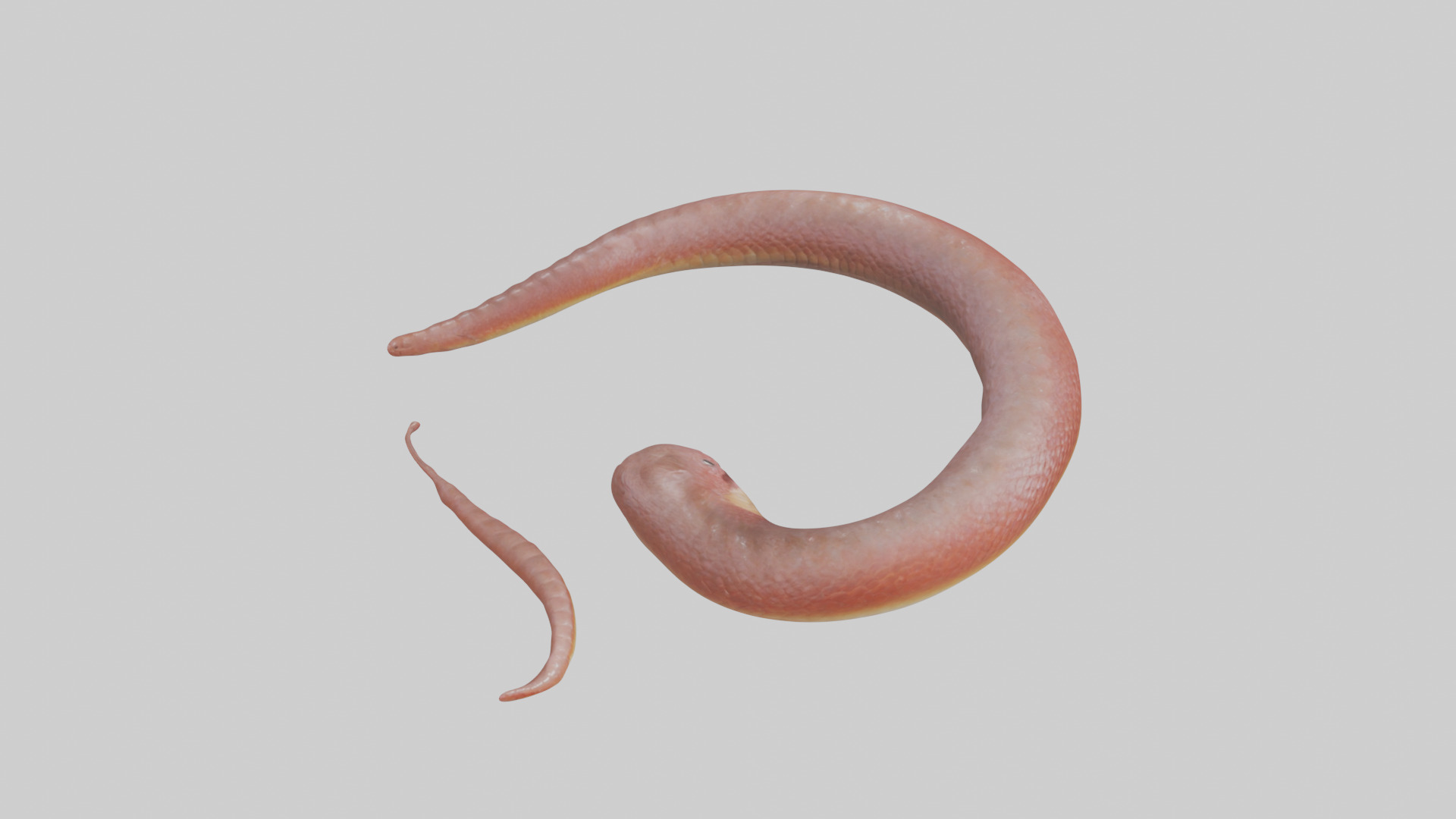 Slithering worm model 3D model_18