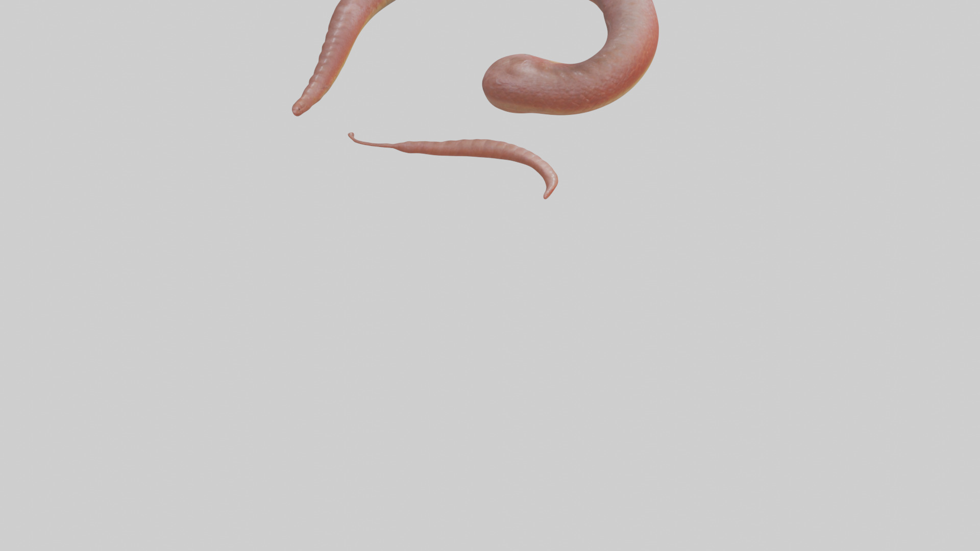 Slithering worm model 3D model_4