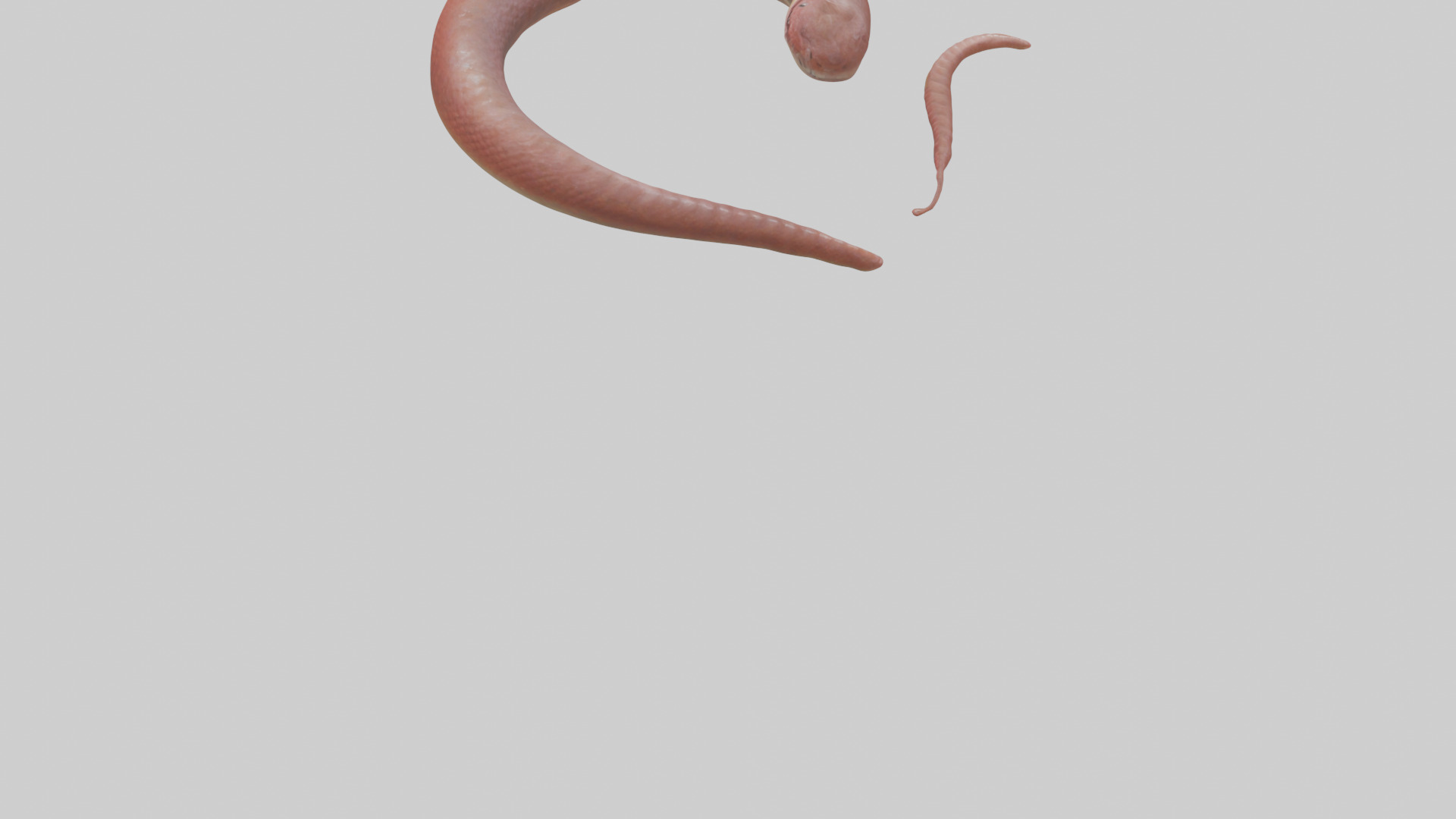 Slithering worm model 3D model_3