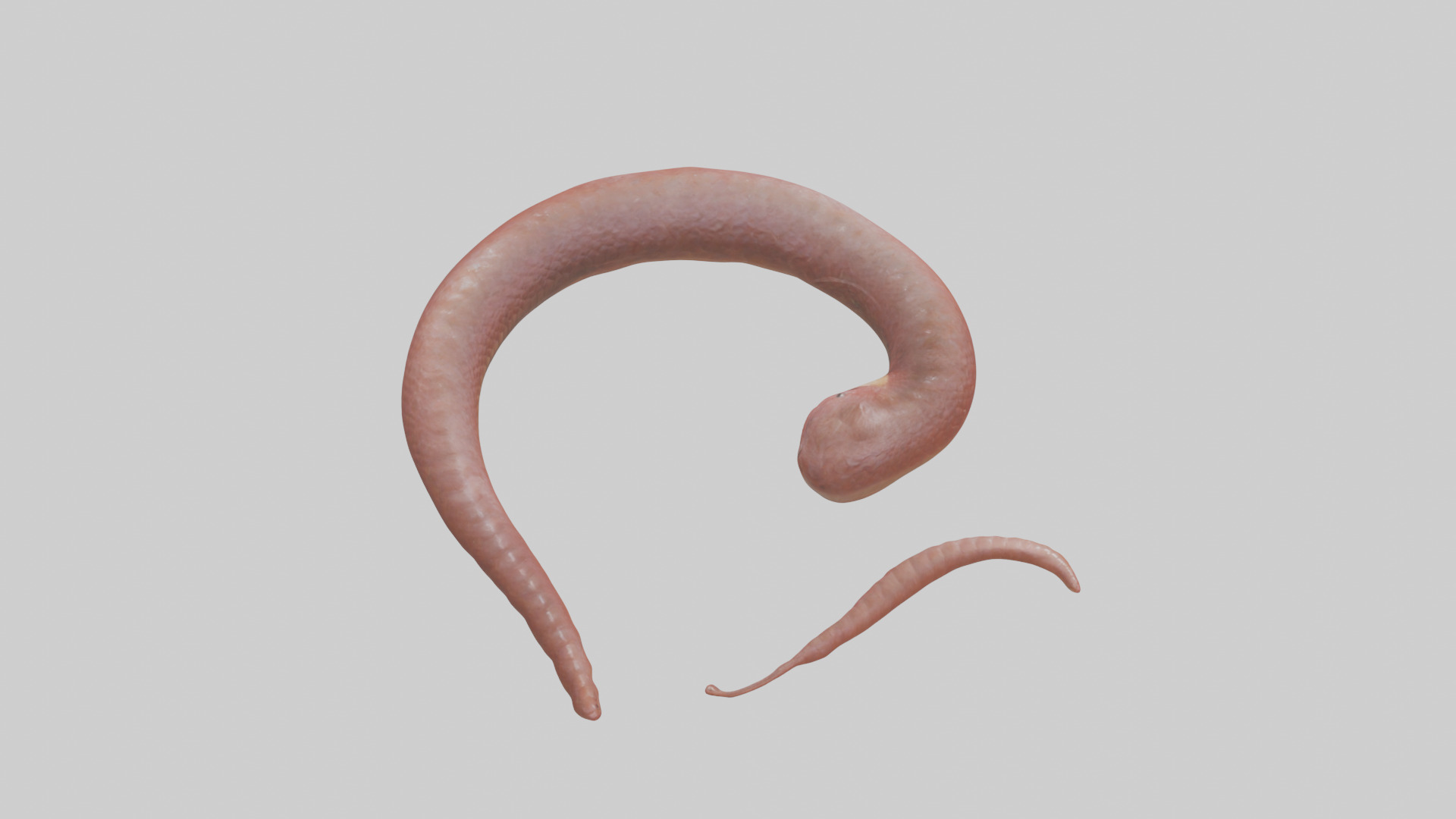 Slithering worm model 3D model_15