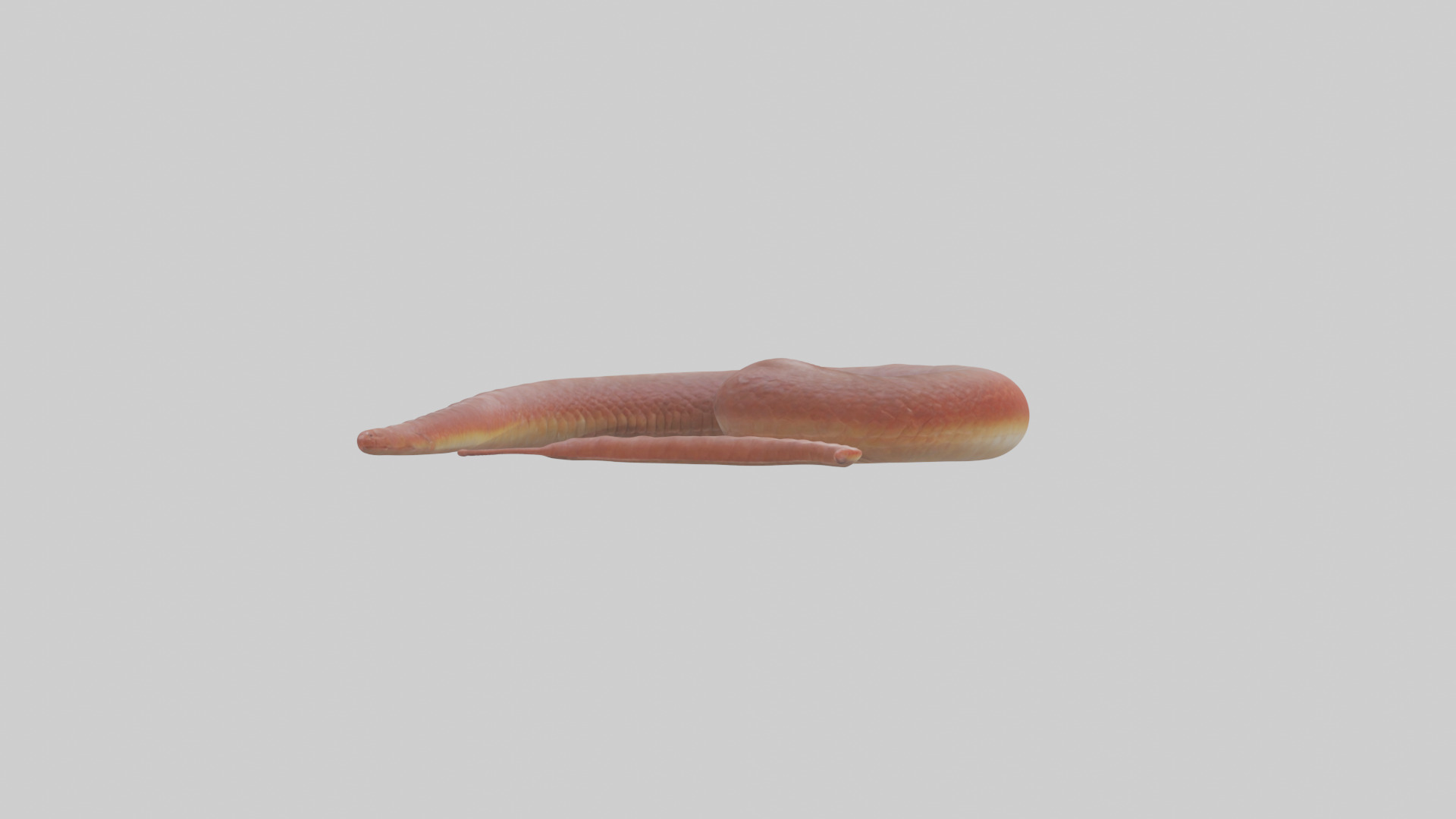 Slithering worm model 3D model_2