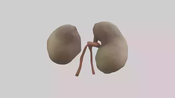 Sloth Kidneys