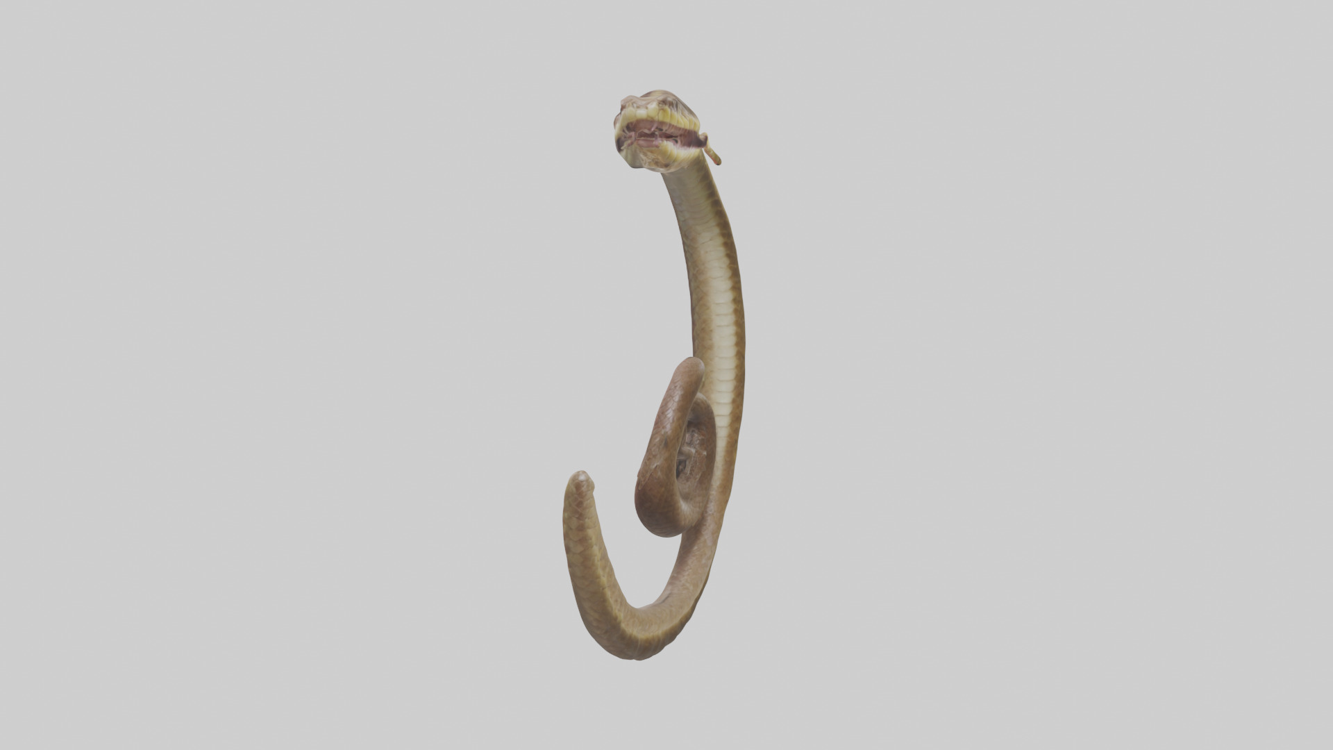 Snake Digestive System 3D model_1