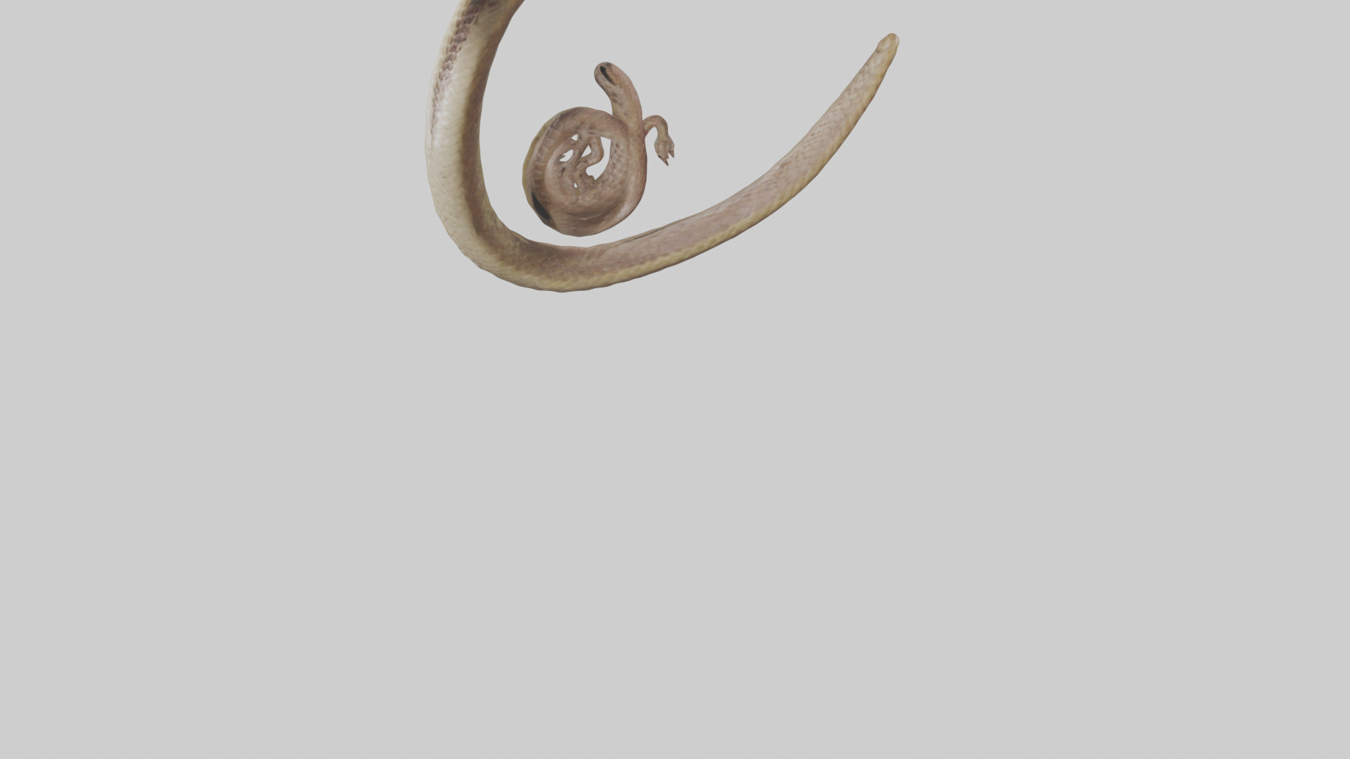 Snake Digestive System 3D model_6