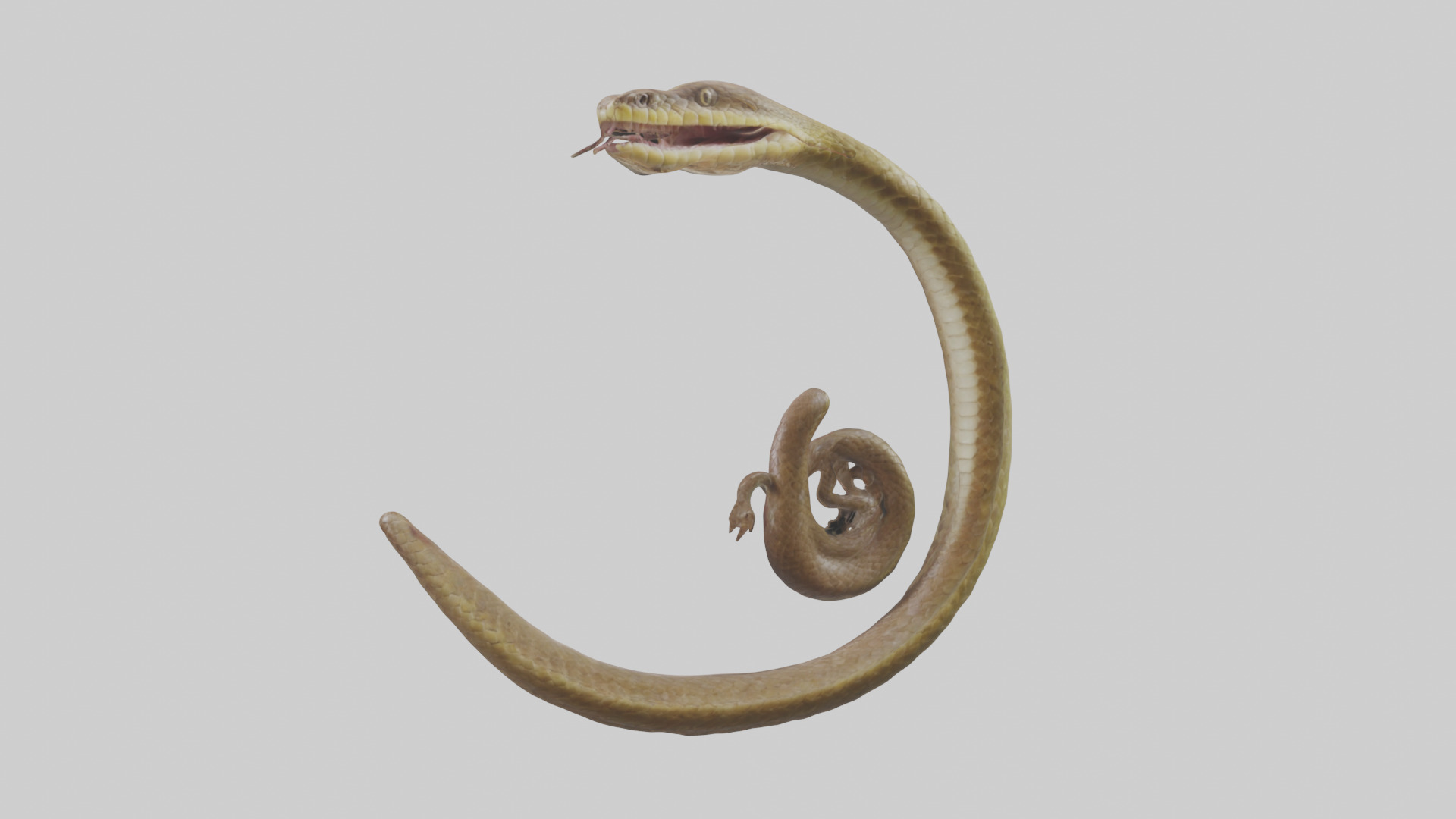 Snake Digestive System 3D model_3