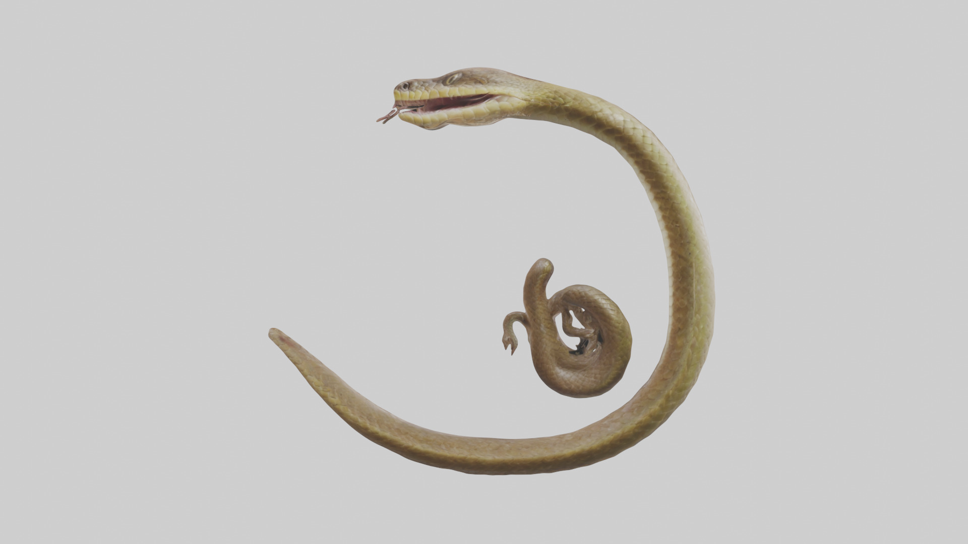 Snake Digestive System 3D model_13