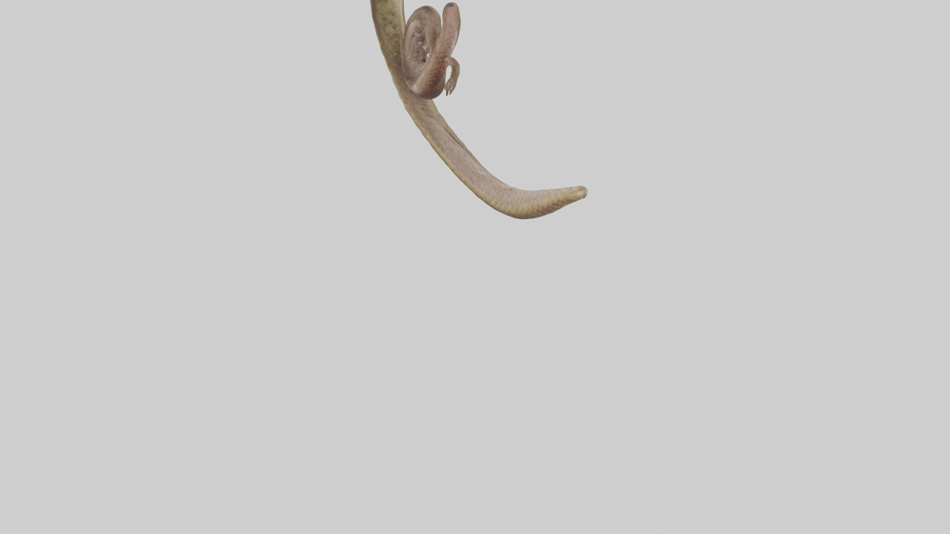 Snake Digestive System 3D model_4