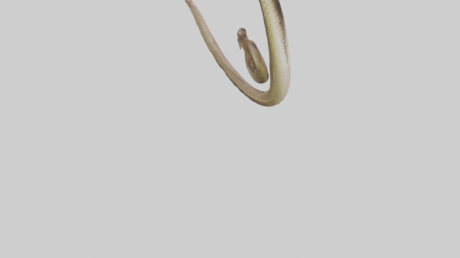 Snake Digestive System 3D model_7