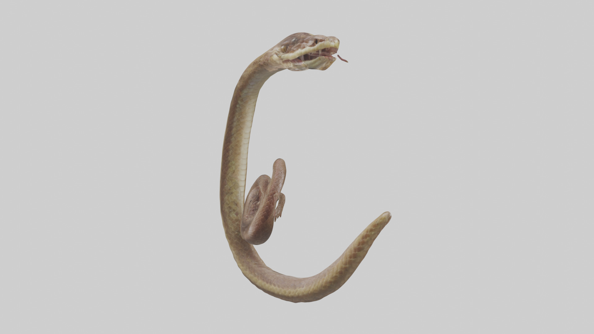 Snake Digestive System 3D model_2