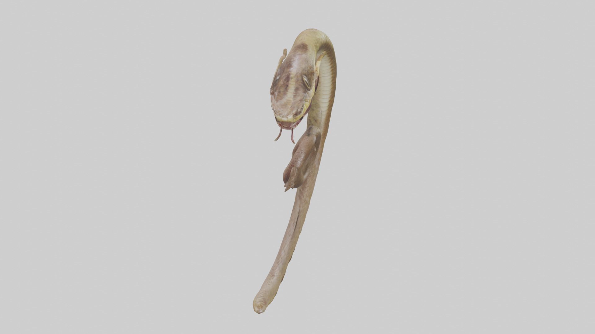 Snake Digestive System 3D model_15