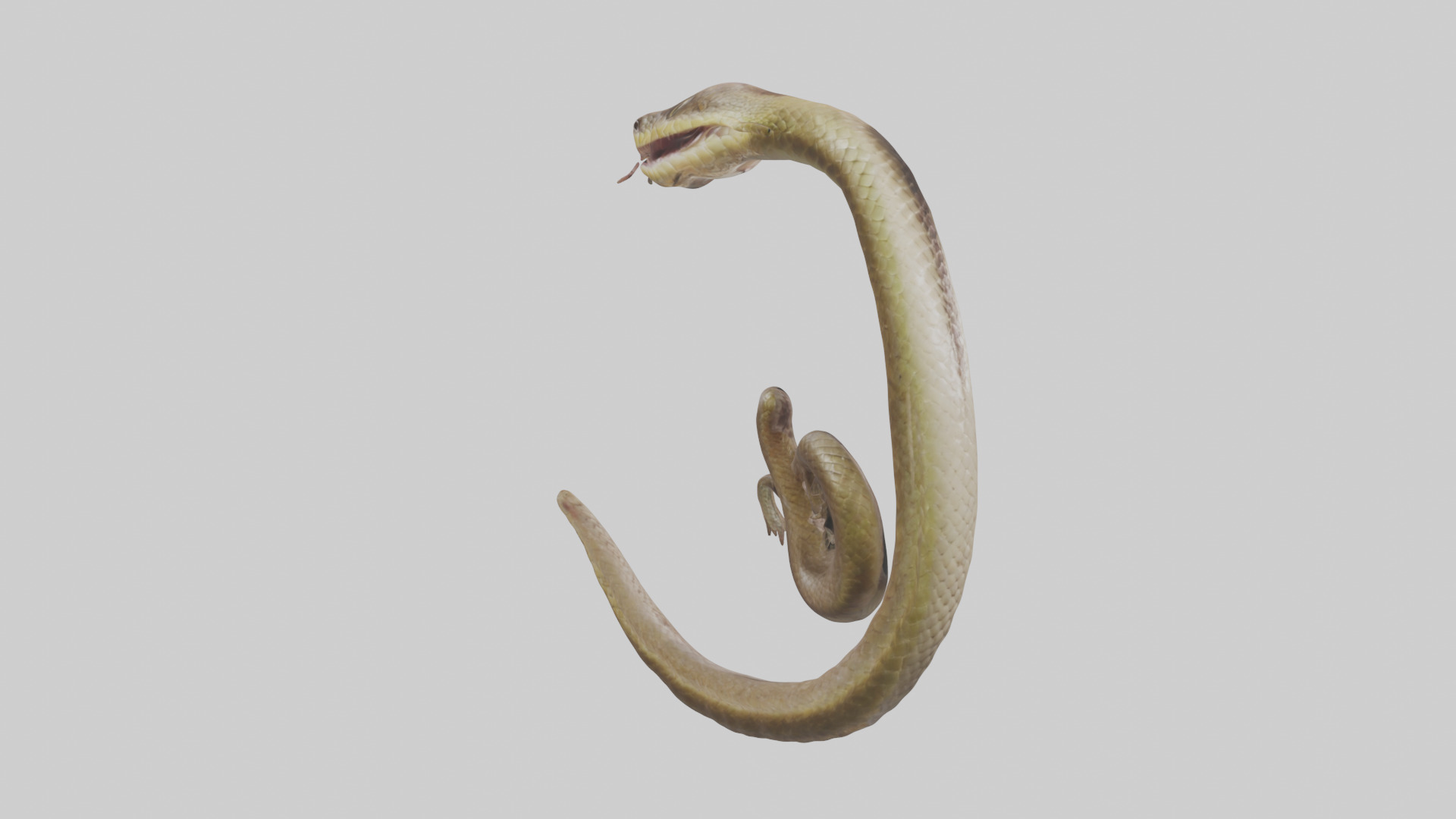 Snake Digestive System 3D model_8