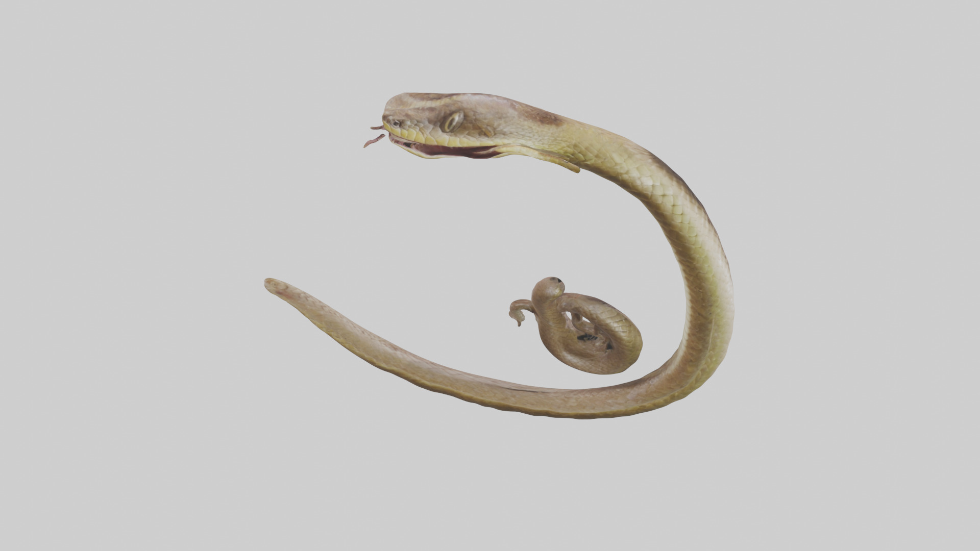 Snake Digestive System 3D model_18