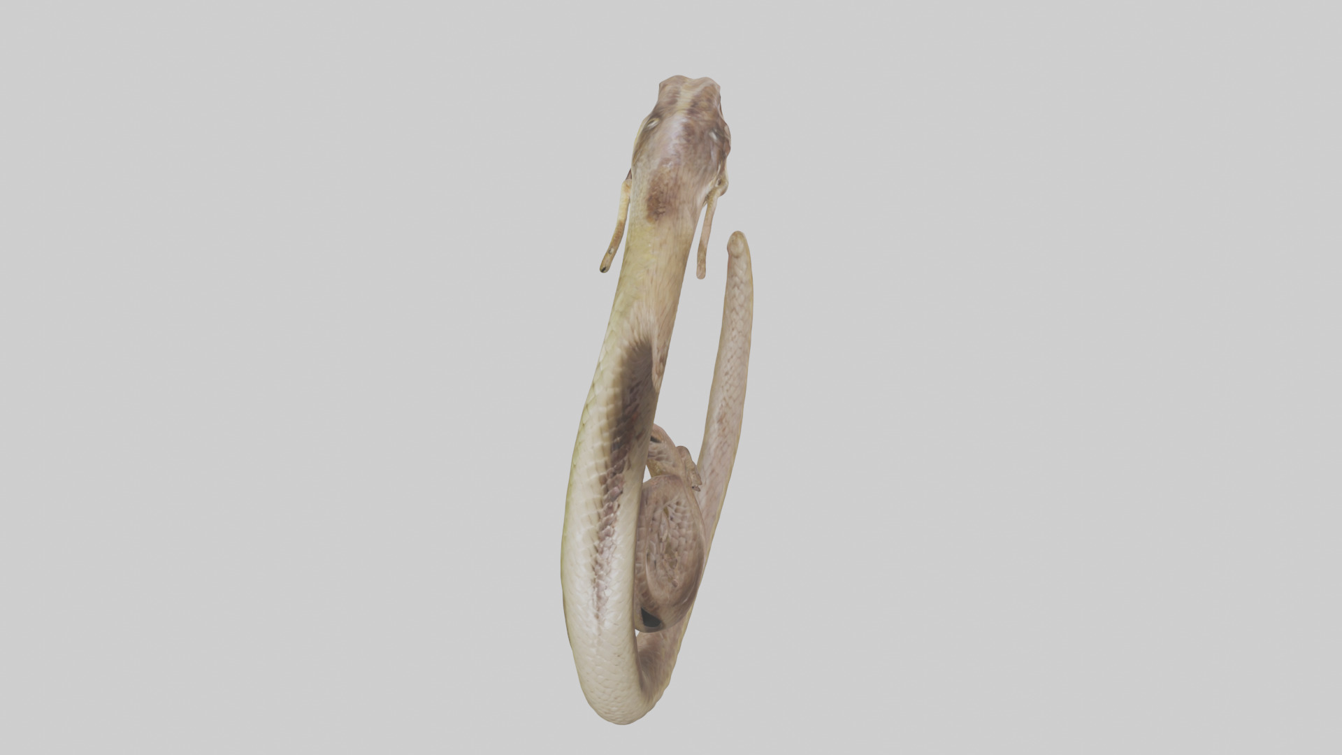 Snake Digestive System 3D model_16