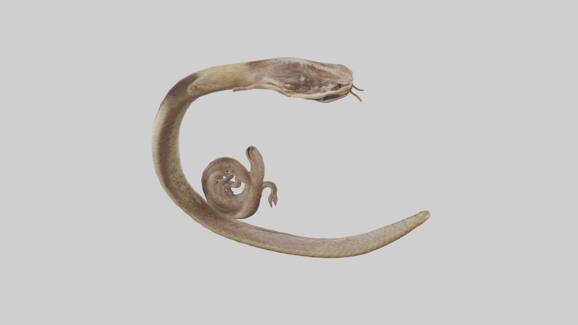 Snake Digestive System 3D model_17