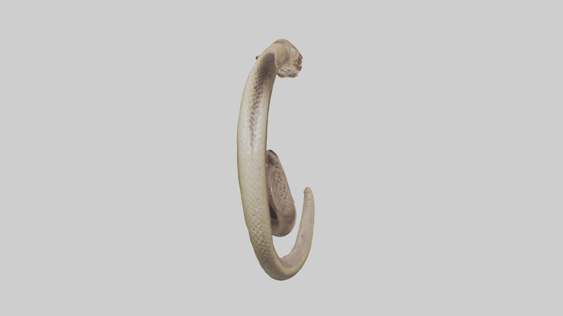 Snake Digestive System 3D model_10