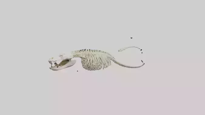 Snake Skeleton model