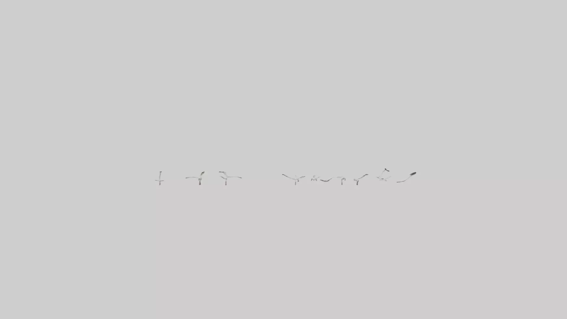 Snow Goose migrating model 3D model_0