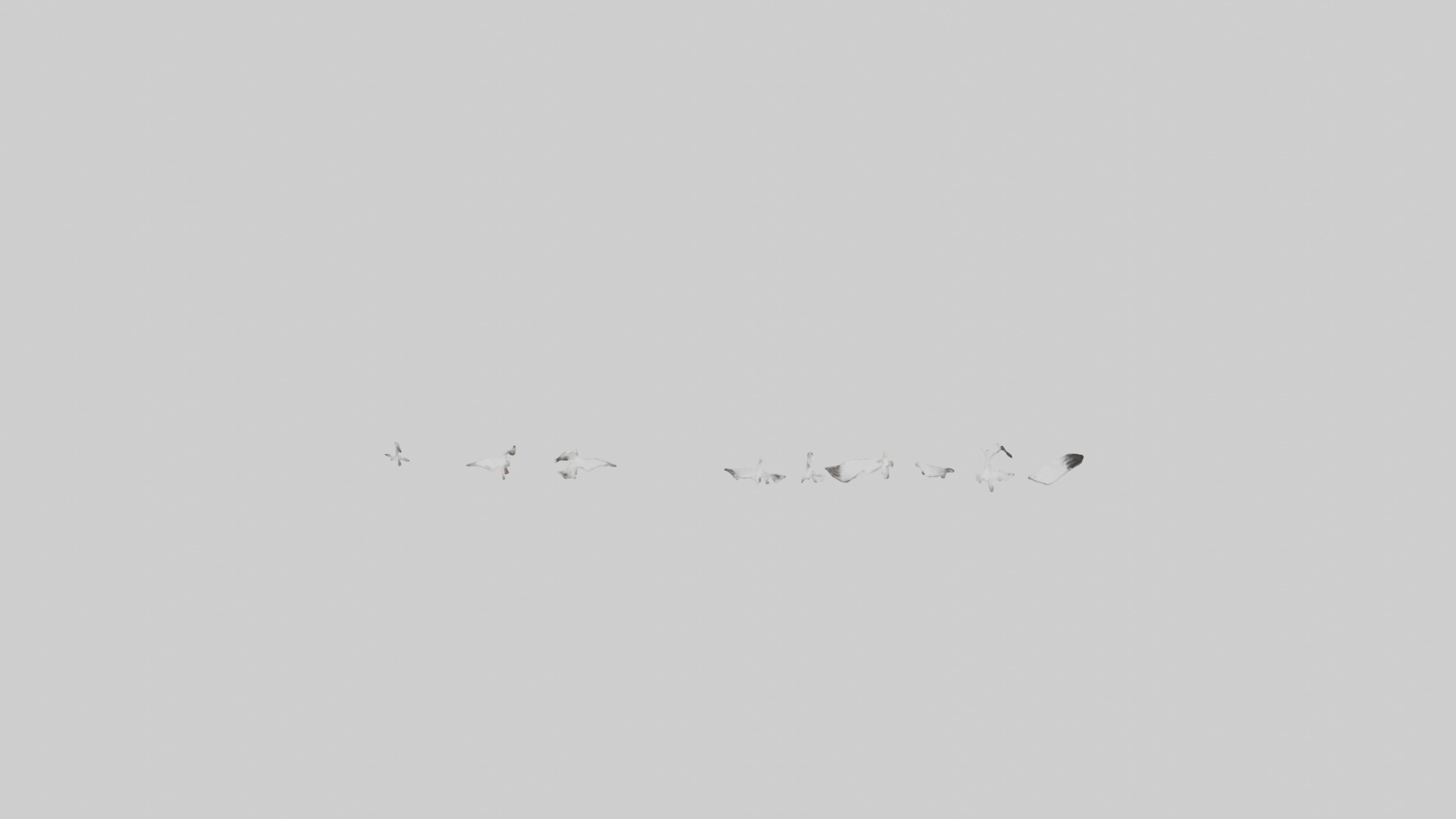 Snow Goose migrating model 3D model_15