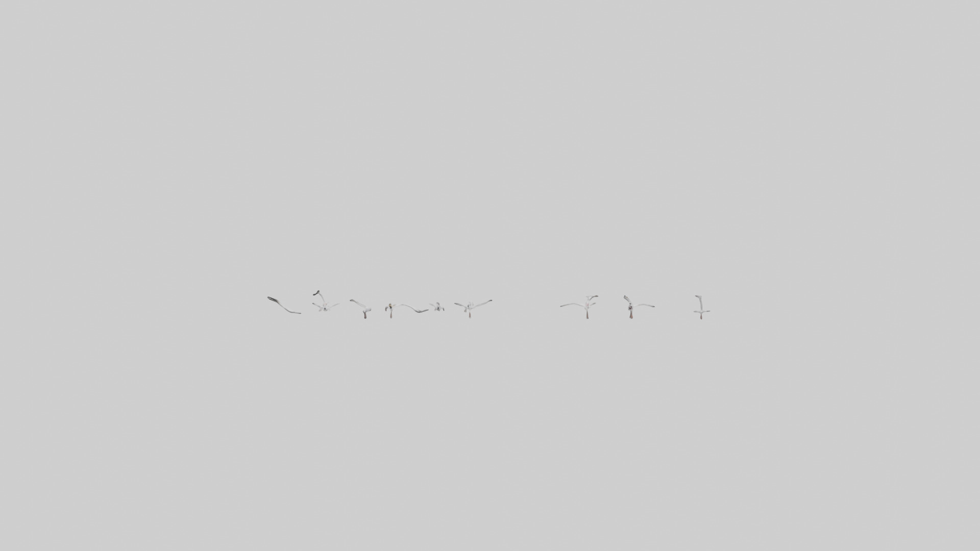 Snow Goose migrating model 3D model_9