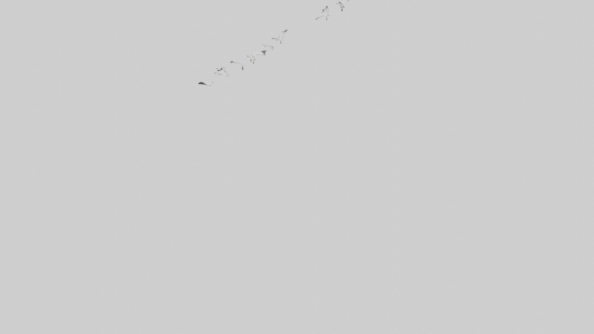 Snow Goose migrating model 3D model_6