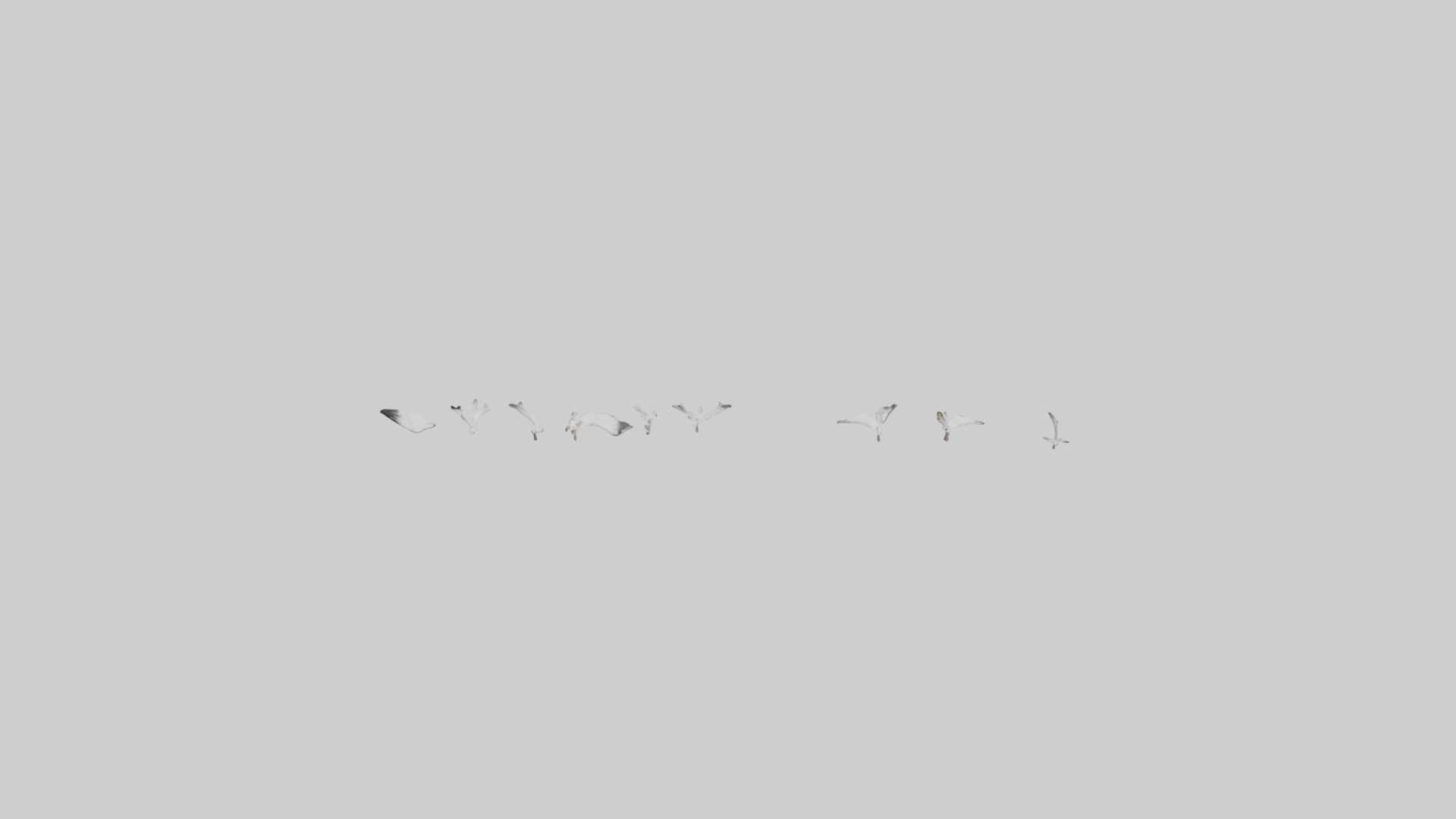 Snow Goose migrating model 3D model_16