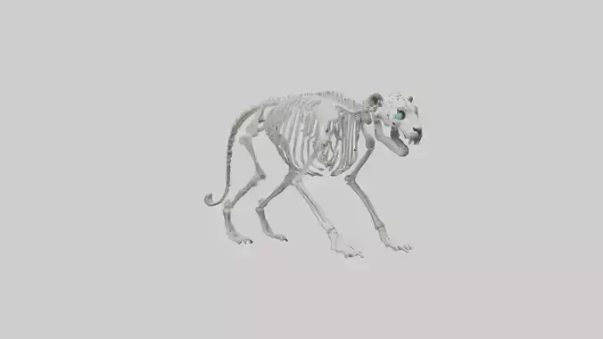 Snow Leopard Skeleton model