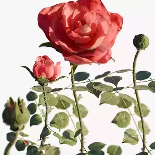 Realistic Rose Animated 3D model