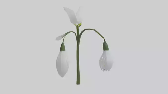 Snowdrop model
