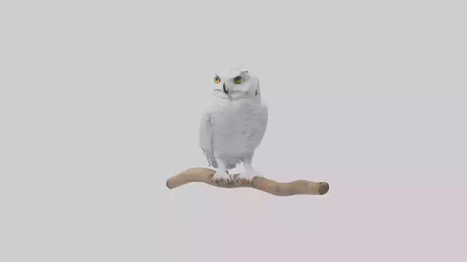 Snowy Owl perched model