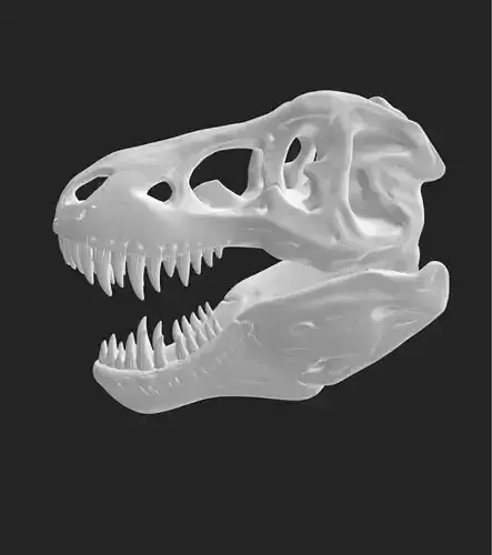 Tyrannosaurus Rex Skull Model 