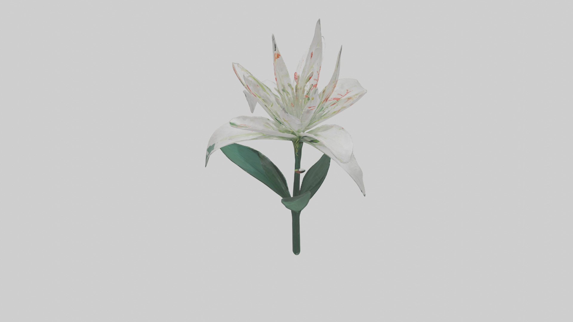 Spider Lily model 3D model_18