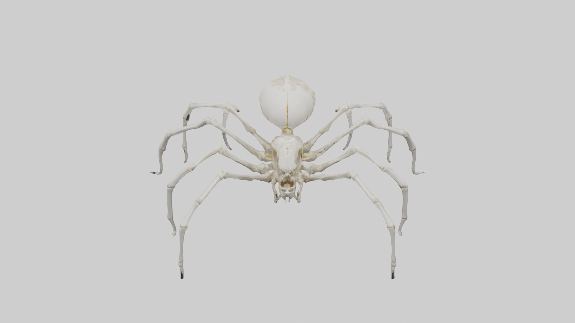 Spider Lily model 3D model_35