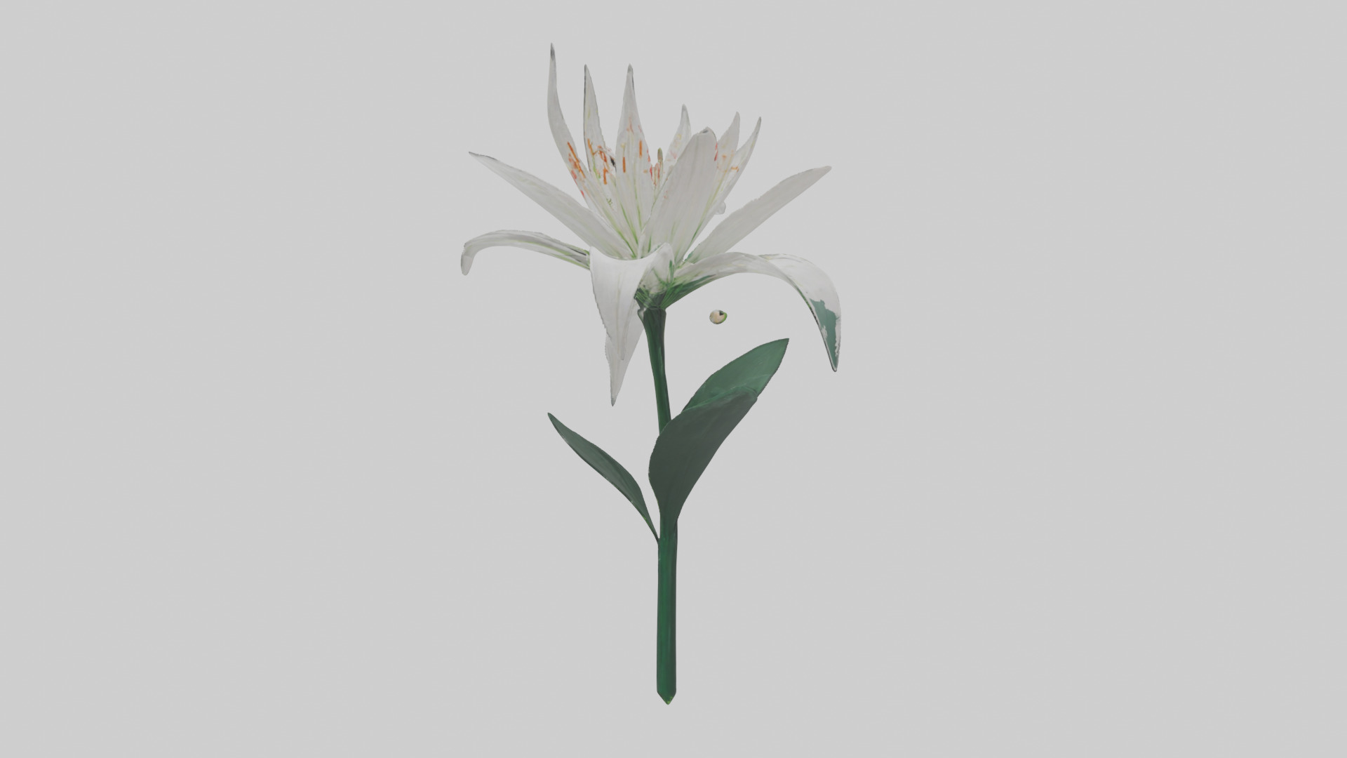 Spider Lily model 3D model_1