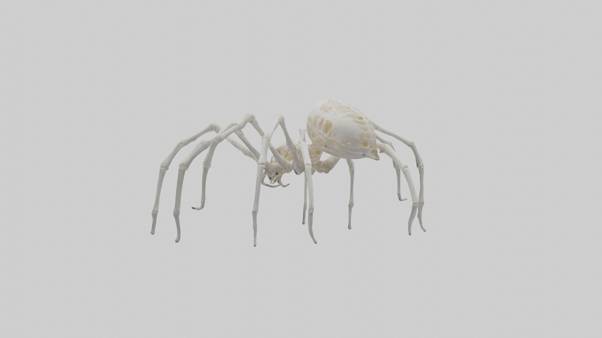 Spider Lily model 3D model_20