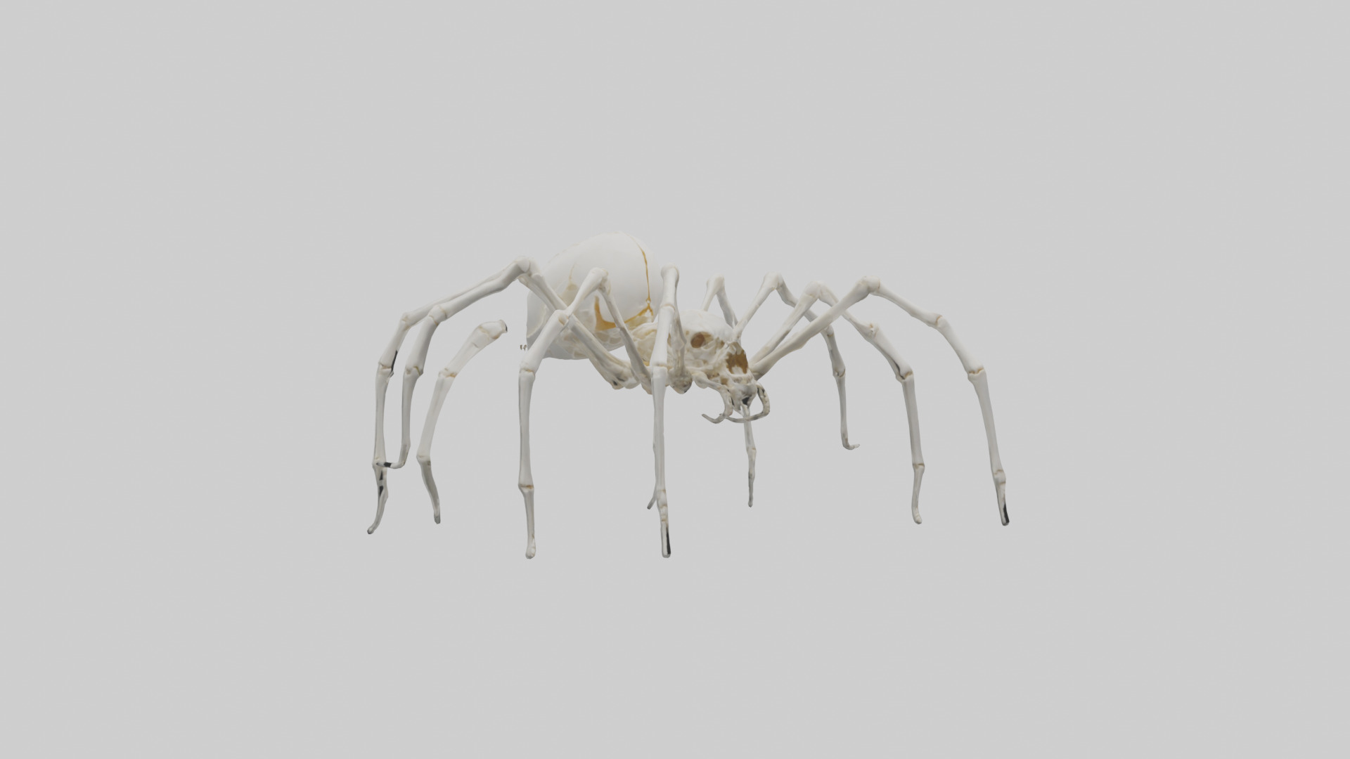 Spider Lily model 3D model_30
